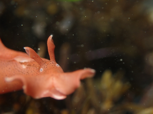 California Seahare