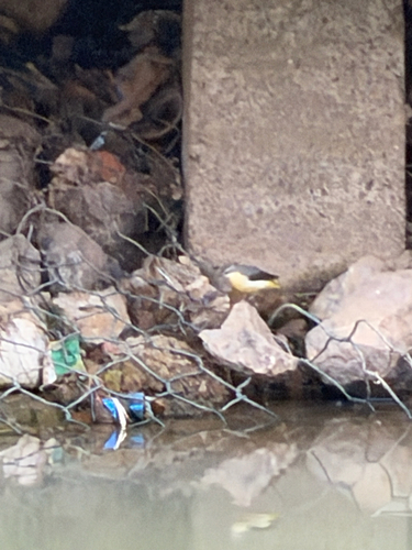 Motacilla cinerea observed 2026-10-29