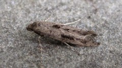 Epermenia albapunctella