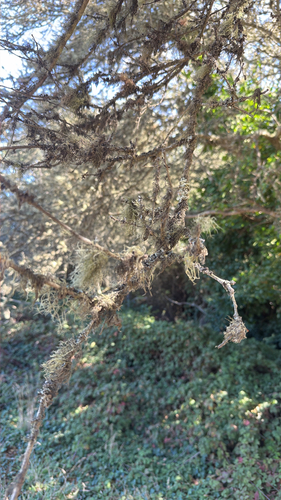 Ramalina observed 2026-10-28