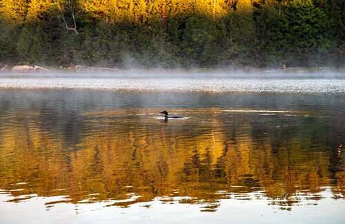 Common Loon