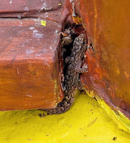 Christinus marmoratus observed 2026-10-29