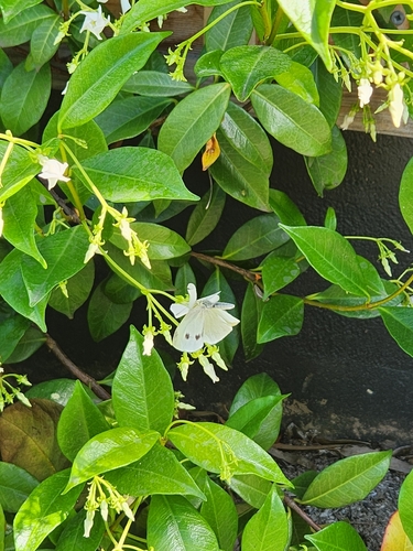 Small White