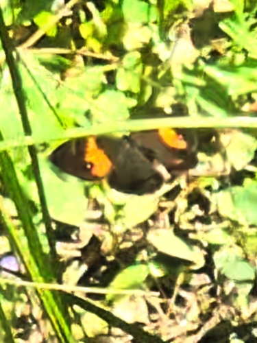 Swordgrass Brown