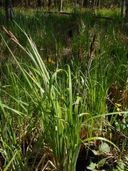 Carex acutiformis