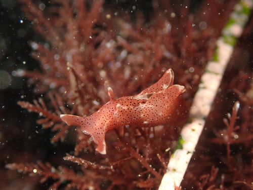 Aplysia californica, 2026-10-27