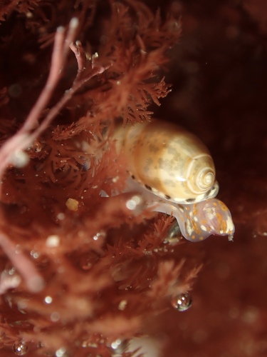 Marginella observed 2026-10-27