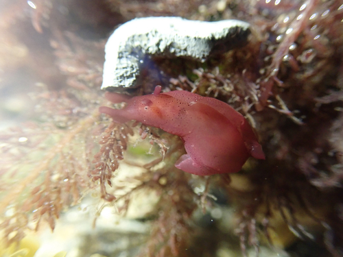 Aplysia californica, 2026-10-28