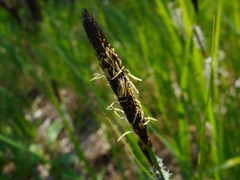 Carex acutiformis