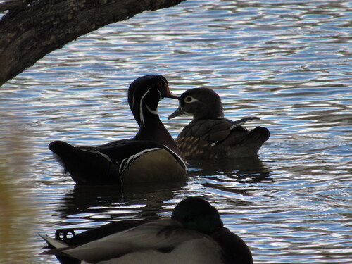Wood Duck