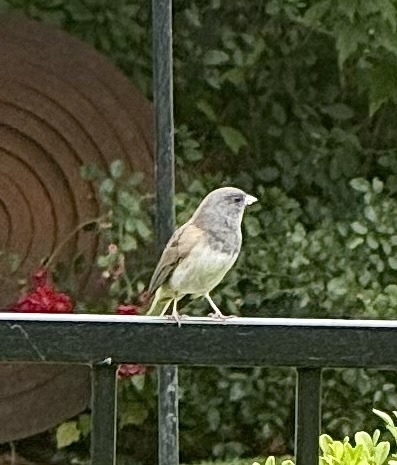 Dark-eyed Junco
