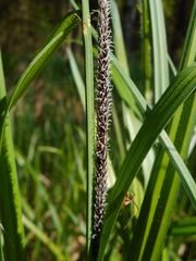 Carex acutiformis