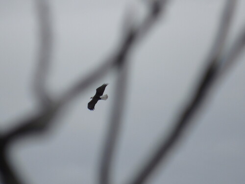 Bald Eagle