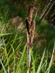 Carex acutiformis