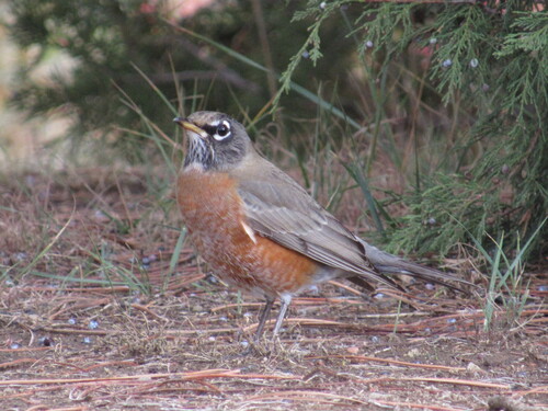 American Robin