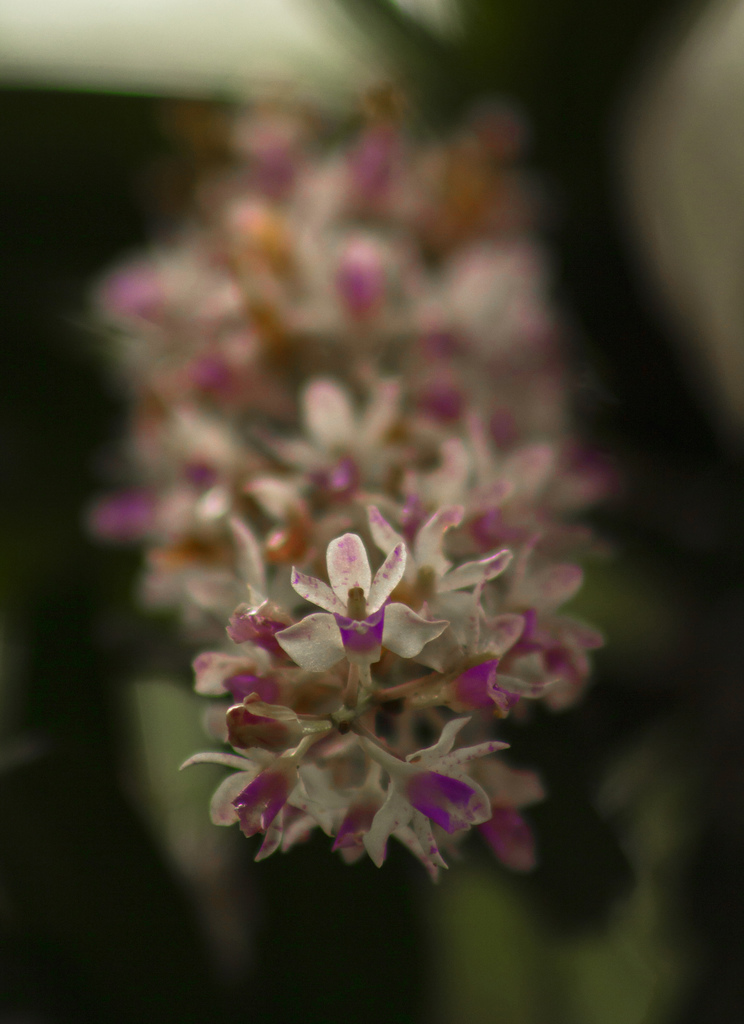 Rhynchostylis retusa