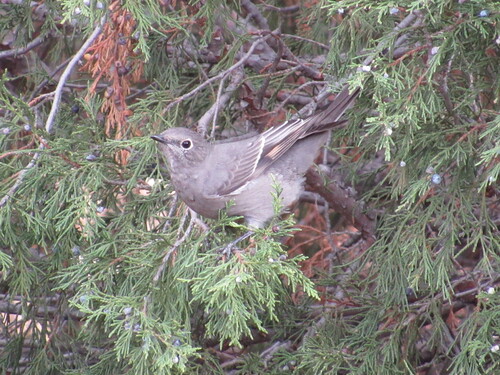 Townsend's Solitaire