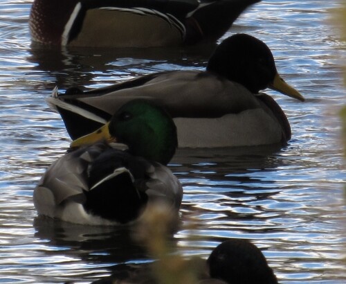 Mallard