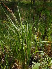 Carex acutiformis