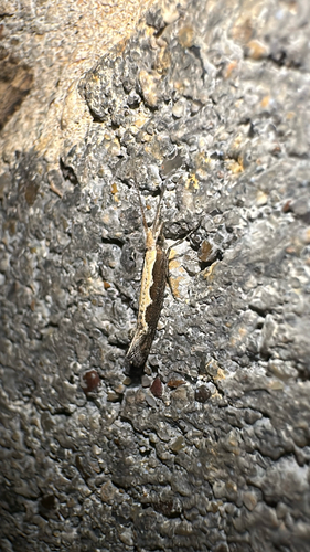Plutella xylostella observed 2026-10-28