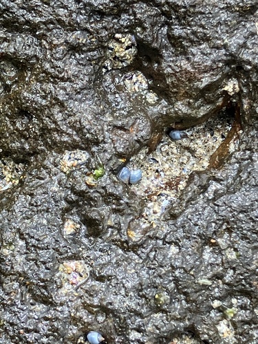 Austrolittorina unifasciata observed 2026-10-29