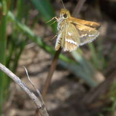 Taractrocera papyria papyria
