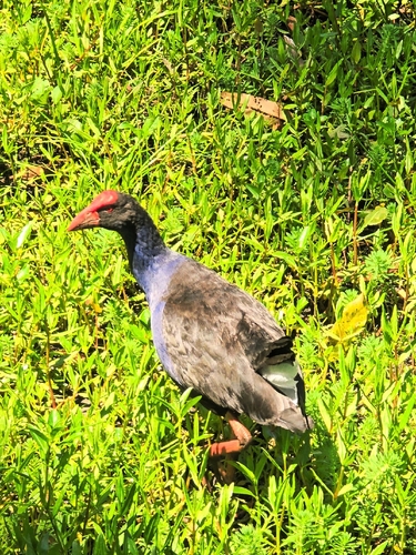 Porphyrio porphyrio observed 2026-10-29