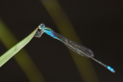 Pseudagrion williamsoni