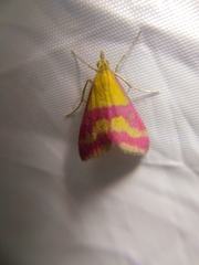 Pyrausta sanguinalis