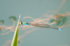 Pseudagrion williamsoni