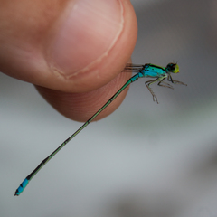 Pseudagrion williamsoni