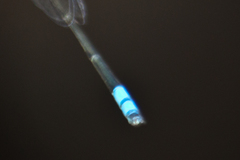 Pseudagrion williamsoni