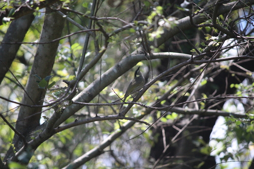 Lewin's Honeyeater