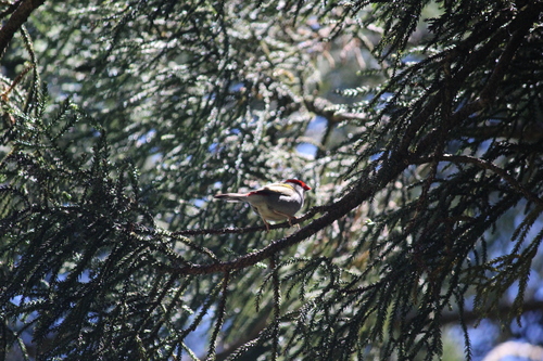 Neochmia temporalis observed 2026-10-29