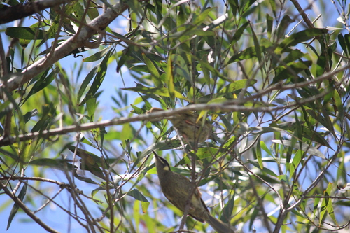 Lewin's Honeyeater