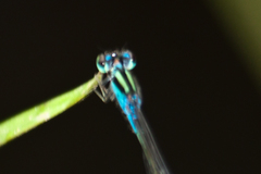 Pseudagrion williamsoni