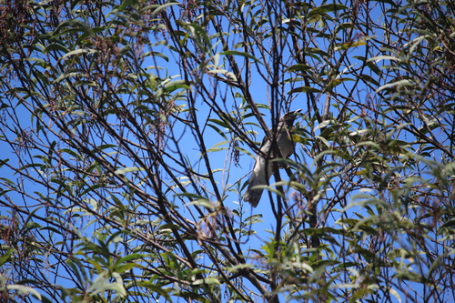 Coracina novaehollandiae observed 2026-10-29