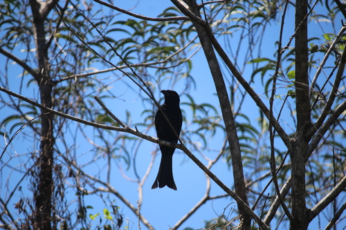Spangled Drongo