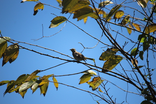 Brown Honeyeater