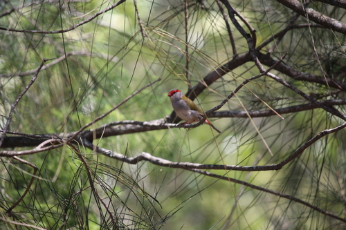 Neochmia temporalis observed 2026-10-29