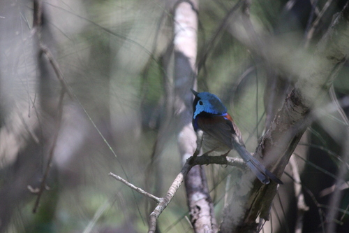 Variegated Fairywren