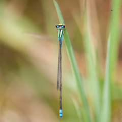 Pseudagrion williamsoni