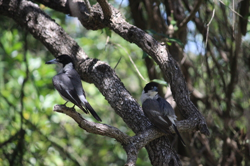 Grey Butcherbird