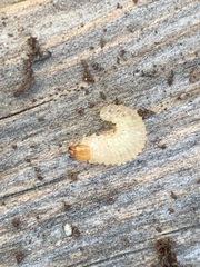 Otiorhynchus sulcatus