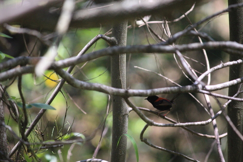 Red-backed Fairywren