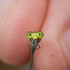 Pseudagrion williamsoni