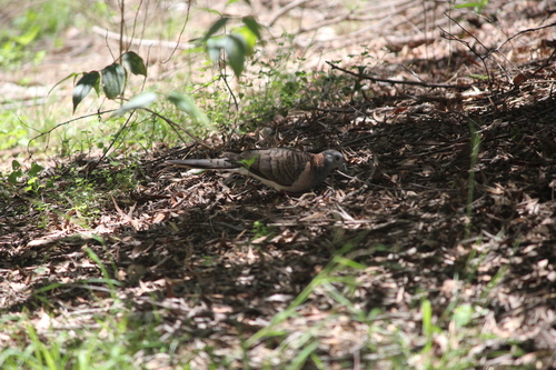 Geopelia humeralis observed 2026-10-29