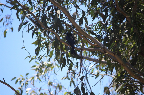 Spangled Drongo