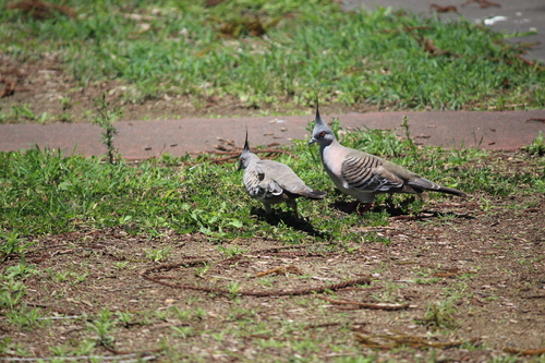 Crested Pigeon