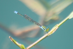 Pseudagrion williamsoni